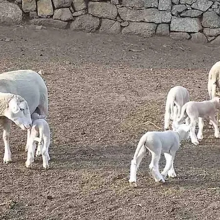 Maison Typique De Campagne Au Coeur De La Nature . * Sartene (Corsica)