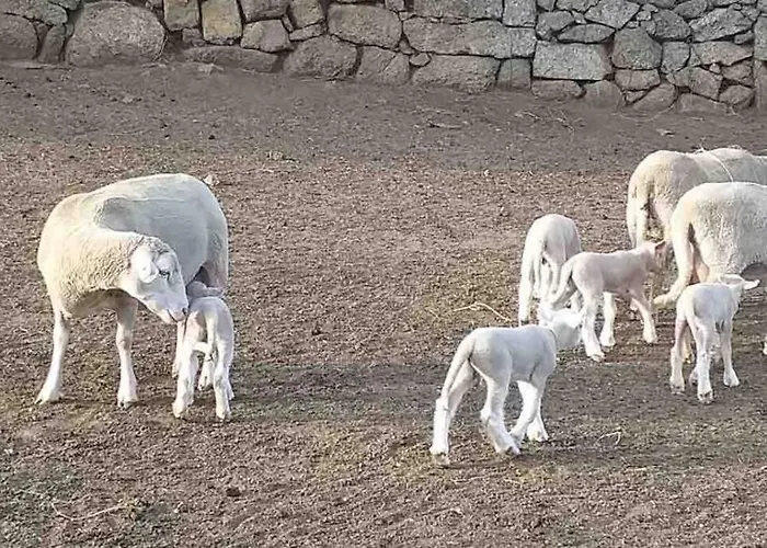 Maison Typique De Campagne Au Coeur De La Nature . * Sartène
